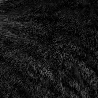 Black Long fur